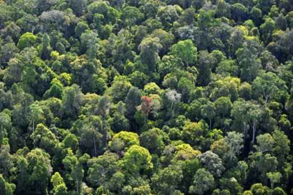 Mais da metade das espécies vegetais e um terço das animais mais comuns terão seu espaço vital reduzido à metade até 2080 se o aquecimento global continuar aumentando, segundo estudo publicado neste domingo. Foto: AFP/Romeo Gacad