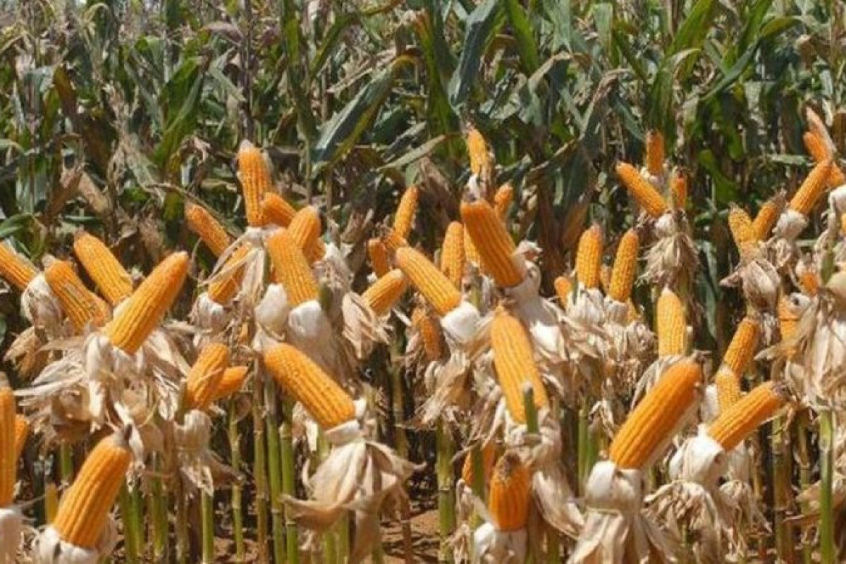 A área plantada do milho cresceu 10,4%, o que elevou a produção em 52,3%, alcançado safra recorde de 97,7 milhões de toneladas. Foto: Elza Fiúza/Agência Brasil (Foto: Elza Fiúza/Agência Brasil) A área plantada do milho cresceu 10,4%, o que elevou a produção em 52,3%, alcançado safra recorde de 97,7 milhões de toneladas. Foto: Elza Fiúza/Agência Brasil/Foto: Elza Fiúza/Agência Brasil