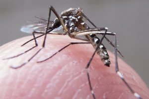 Mosquito Aedes aegypti, causador da dengue