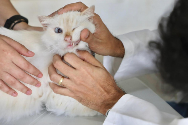 Gatos também podem receber vacina no evento