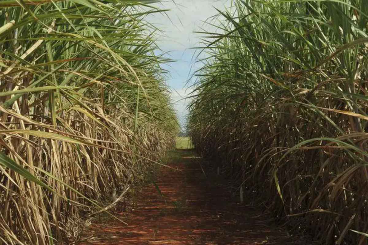 O maior destaque na produção agrícola de Pernambuco, em relação ao rendimento médio dos produtos das lavouras, continua sendo a tradicional cana-de-açúcar, com a maior estimativa (60.301 kg/ha) para a safra 2025