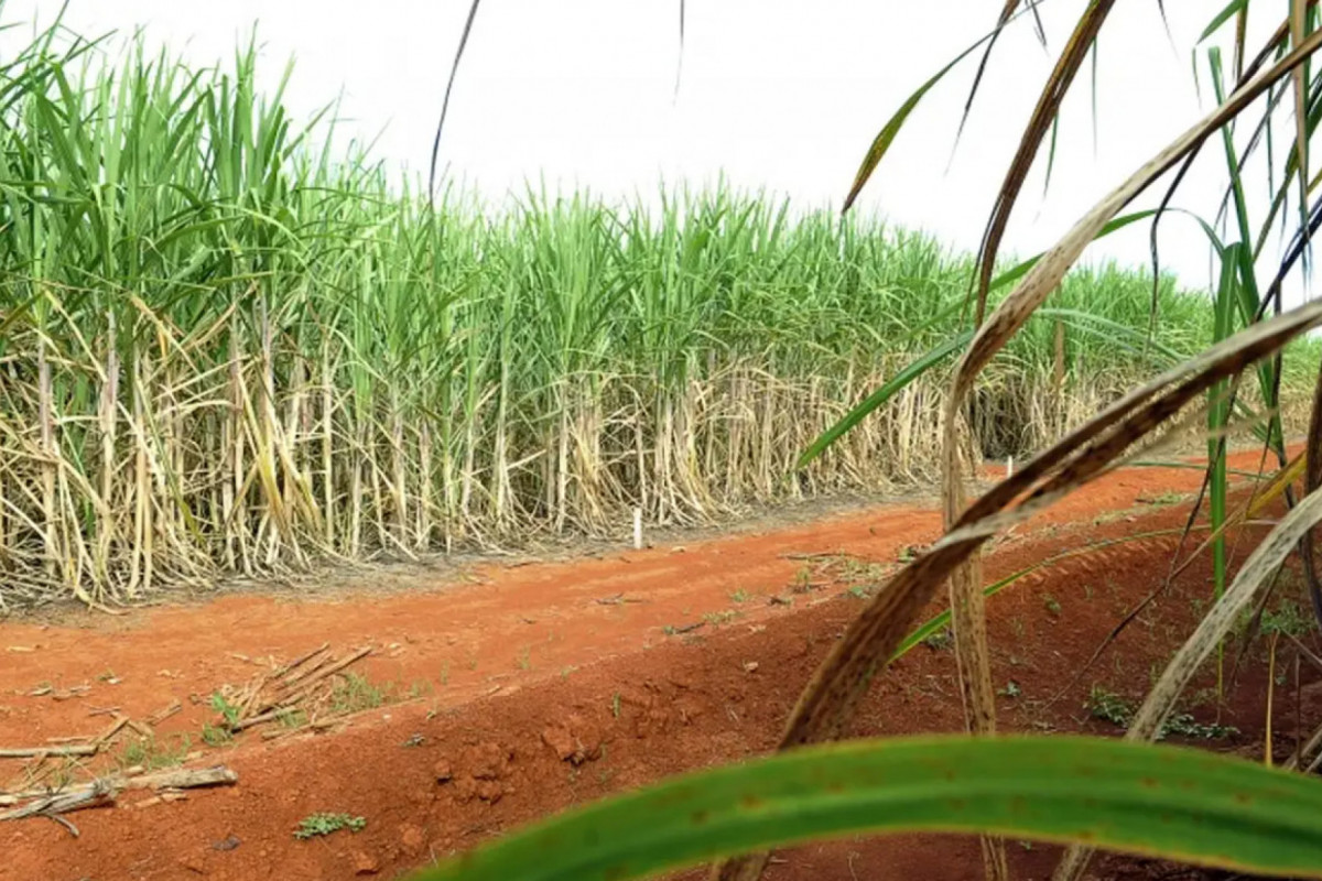 O maior destaque na produção agrícola de Pernambuco, em relação ao rendimento médio dos produtos das lavouras, continua sendo a tradicional cana-de-açúcar, com a maior estimativa (60.301 kg/ha) para a safra 2025/ Elza Fiúza/Agência Brasi O maior destaque na produção agrícola de Pernambuco, em relação ao rendimento médio dos produtos das lavouras, continua sendo a tradicional cana-de-açúcar, com a maior estimativa (60.301 kg/ha) para a safra 2025/ Elza Fiúza/Agência Brasi