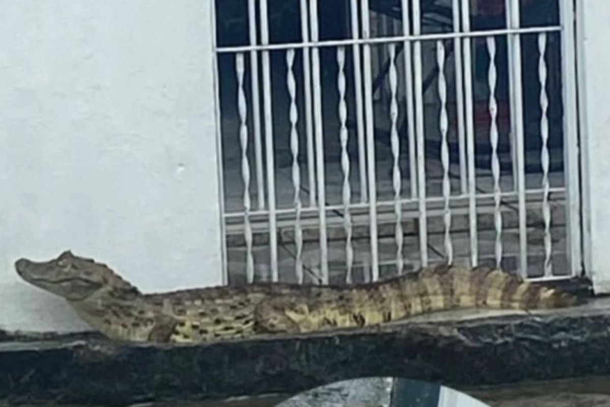O jacaré não atacou nenhuma pessoa no local
