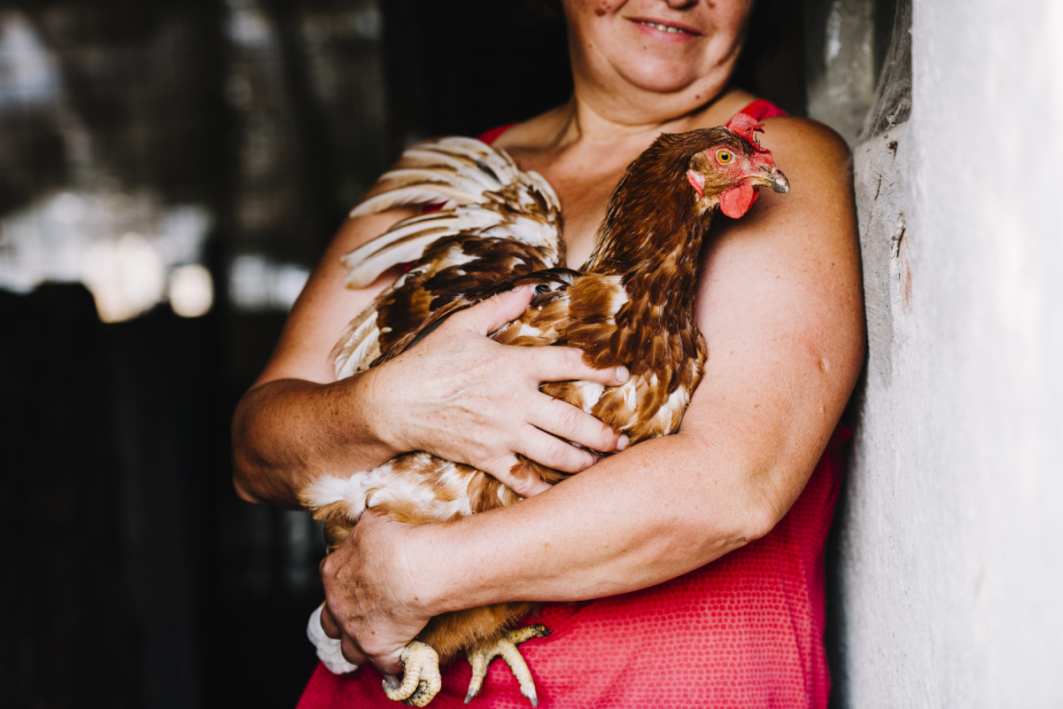 A doença não é transmitida pelo consumo de ovos ou carne, mas sim, através do contato direto com aves infectadas