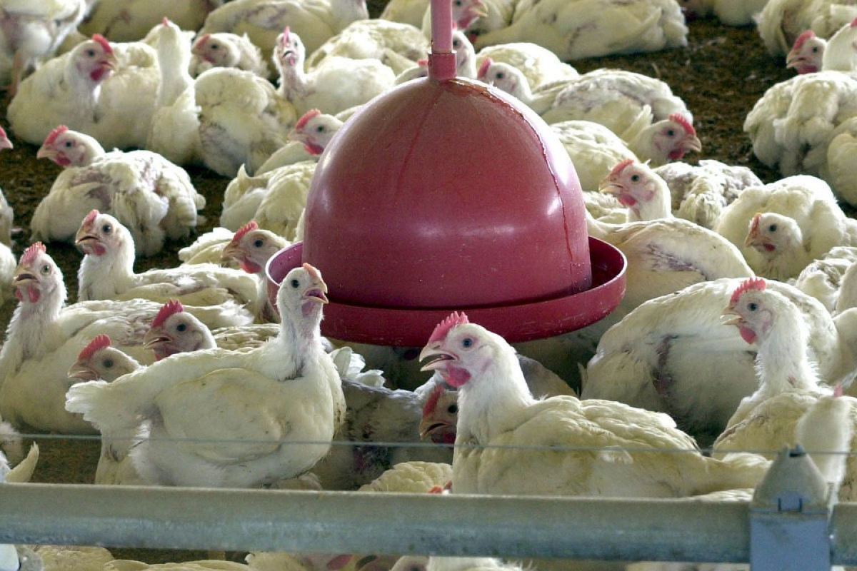 Primeiro caso de gripe aviária na cidade de Montenegro, no Rio Grande do Sul/Foto: Agência Brasil Primeiro caso de gripe aviária na cidade de Montenegro, no Rio Grande do Sul/Foto: Agência Brasil