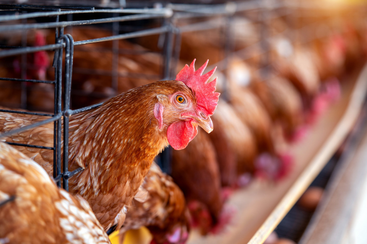 A doença não é transmitida pelo consumo de ovos ou carne, mas sim, através do contato direto com aves infectadas
