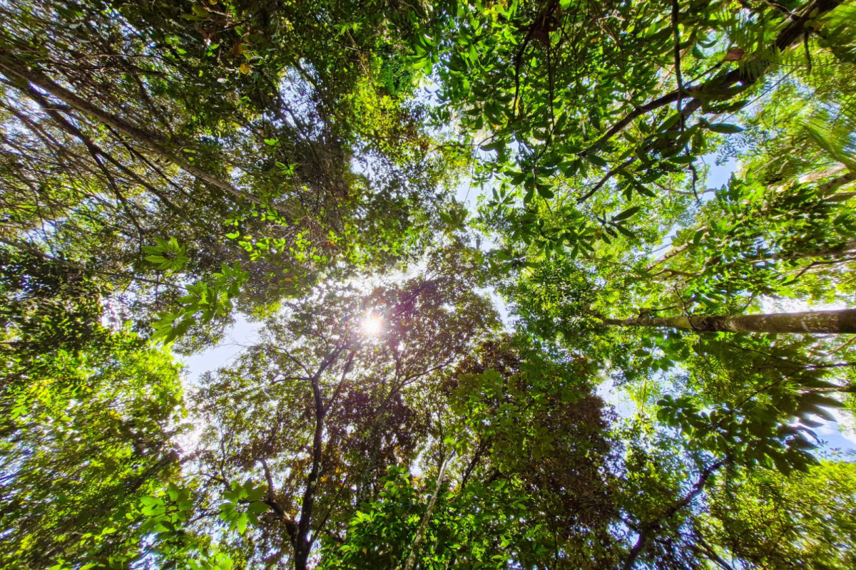 Mata Atlântica está presente em toda a faixa litorânea, desde o Rio Grande do Norte até o Rio Grande do Sul