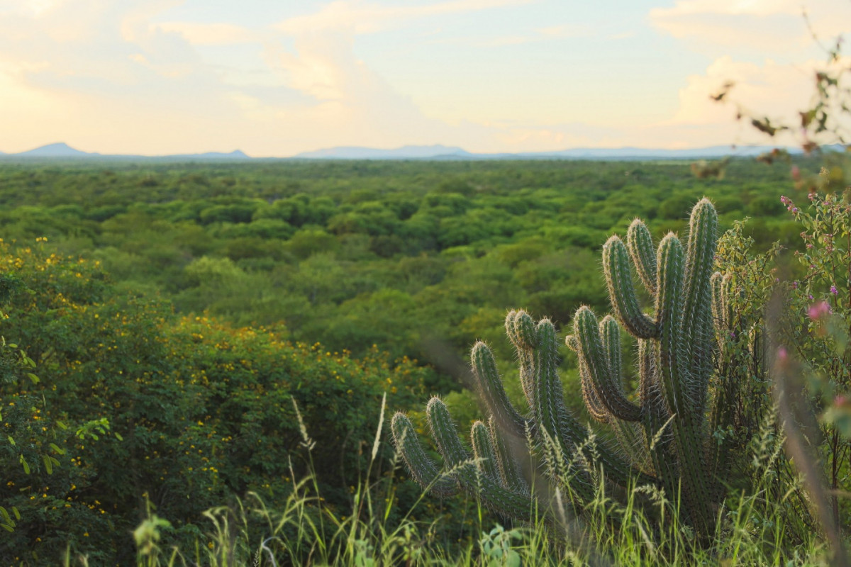 A Caatinga é um bioma caracterizado por um clima semiárido com temperaturas elevadas e pouca chuva/Foto: Tarciso Augusto/Semas A Caatinga é um bioma caracterizado por um clima semiárido com temperaturas elevadas e pouca chuva/Foto: Tarciso Augusto/Semas