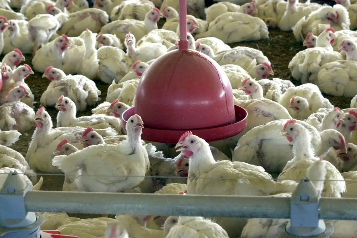 Desde o anúncio do primeiro caso de IAAP no país, China, União Europeia e Argentina suspenderam as importações de carne de frango brasileira/Foto: Arquivo/Agência Brasil Desde o anúncio do primeiro caso de IAAP no país, China, União Europeia e Argentina suspenderam as importações de carne de frango brasileira/Foto: Arquivo/Agência Brasil