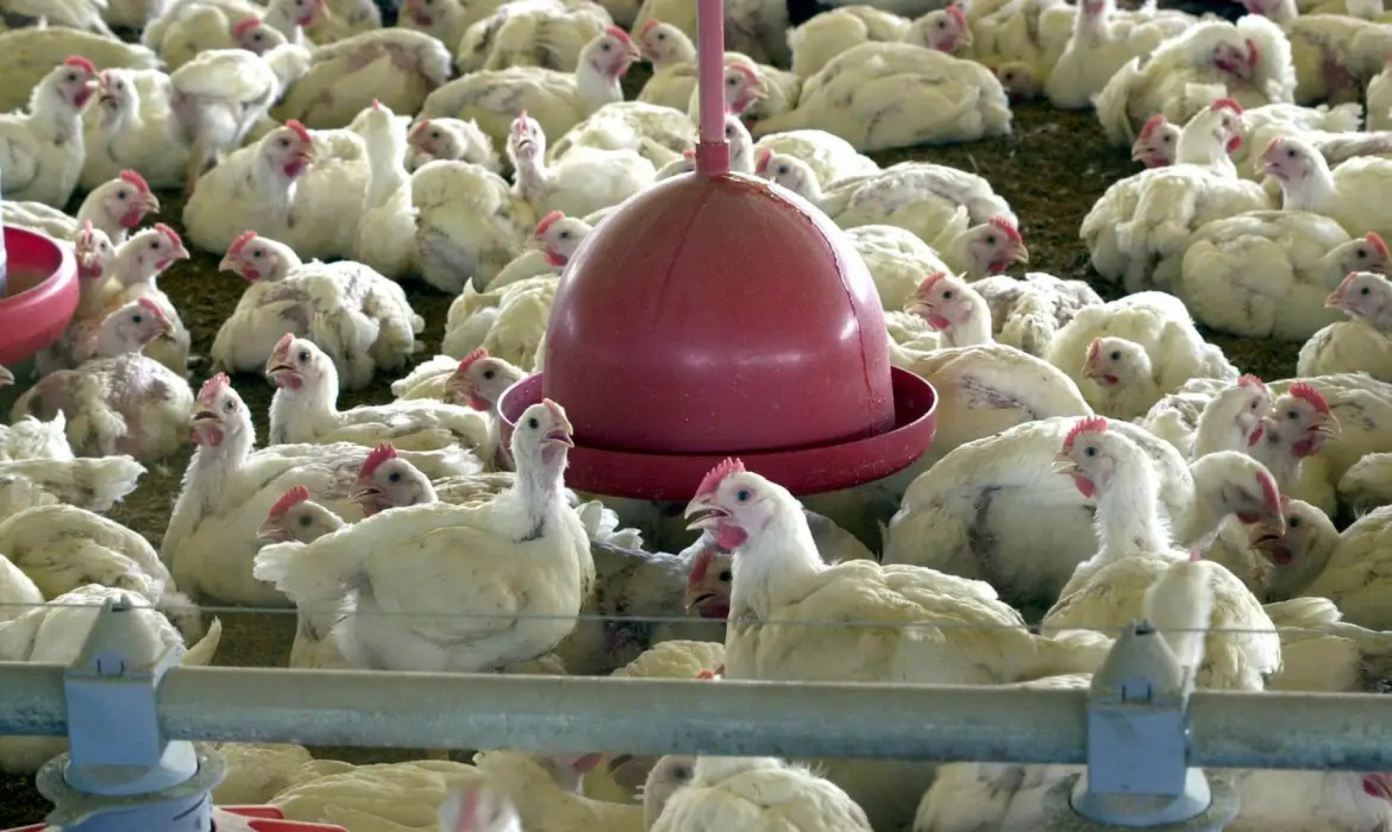 Desde o anúncio do primeiro caso de IAAP no país, China, União Europeia e Argentina suspenderam as importações de carne de frango brasileira (Foto: Arquivo/Agência Brasil)