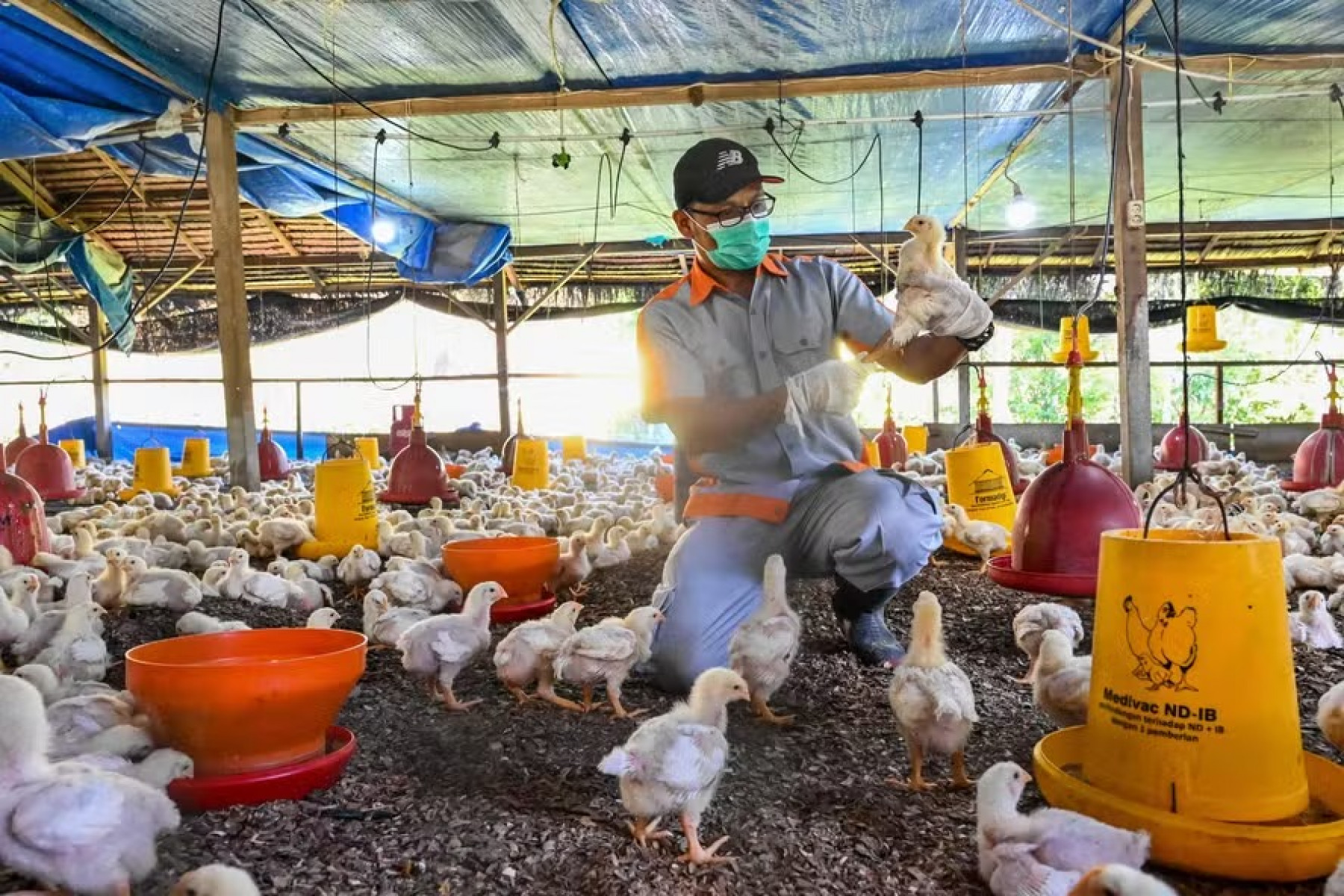 Cepas do vírus da gripe que atacam principalmente aves, mas que também podem infectar os seres humanos