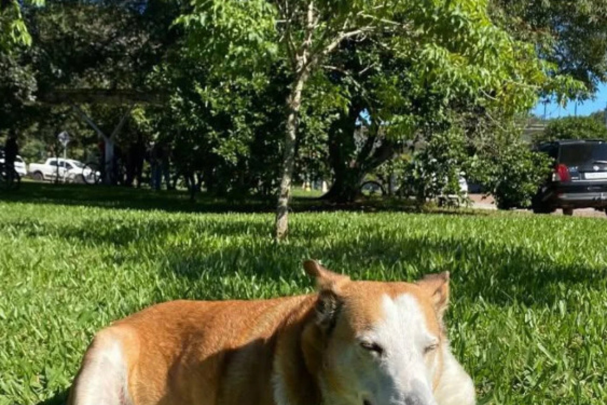 Em perfil 'oficial' do Instagram, o Pró-reitor de Assuntos Caninos da UFSM faz sucesso em vários cliques feitos por alunos da Universidade