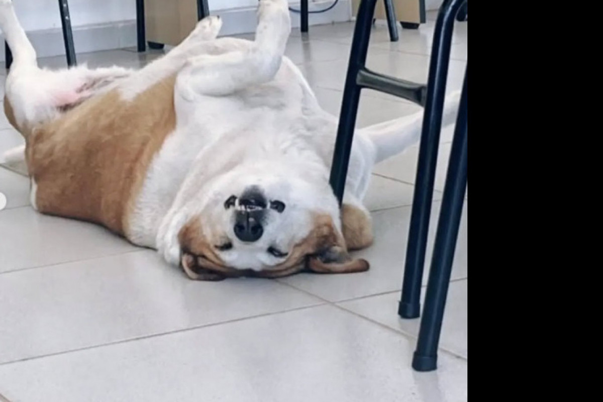 Em perfil 'oficial' do Instagram, o Pró-reitor de Assuntos Caninos da UFSM faz sucesso em vários cliques feitos por alunos da Universidade