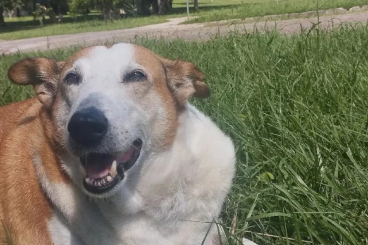 Em perfil 'oficial' do Instagram, o Pró-reitor de Assuntos Caninos da UFSM faz sucesso em vários cliques feitos por alunos da Universidade