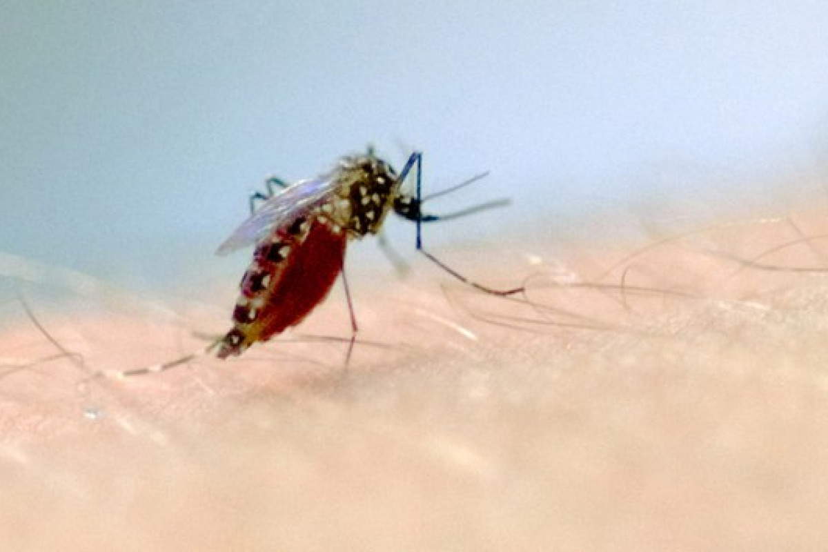 Mosquito aedes aegypti (Vinícius Marinho/Fiocruz) Mosquito aedes aegypti/Vinícius Marinho/Fiocruz