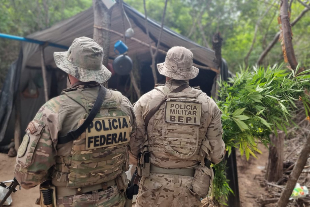 Erradicação do Plantio de Maconha