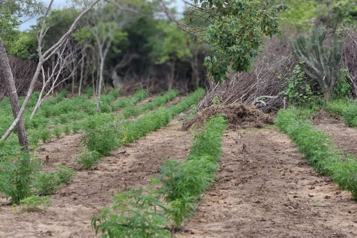 Erradicação do Plantio de Maconha