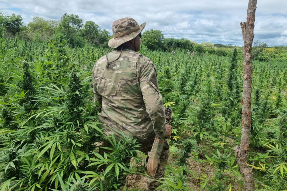 Erradicação do Plantio de Maconha