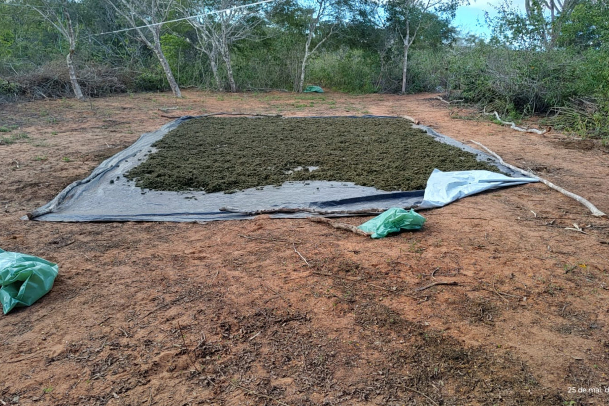 Erradicação do Plantio de Maconha