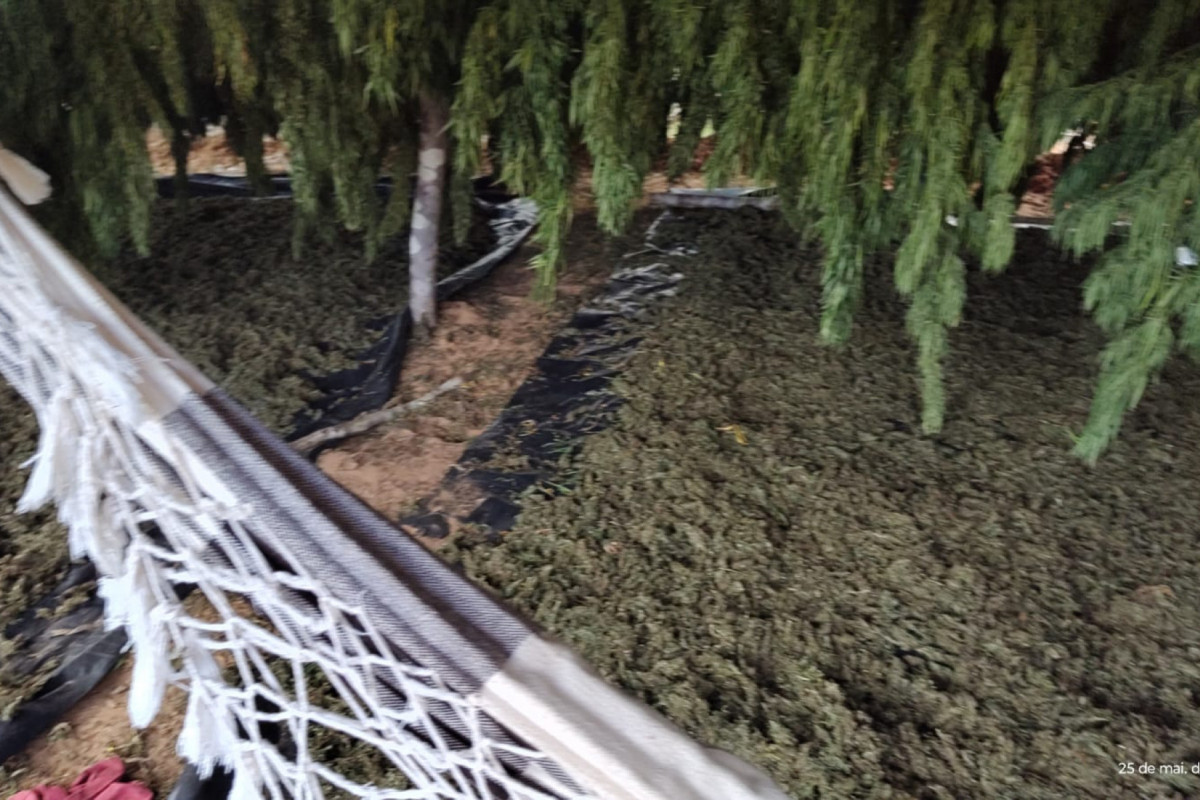 Erradicação do Plantio de Maconha