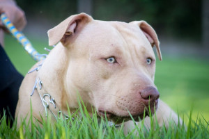 Cão da raça Pitbull