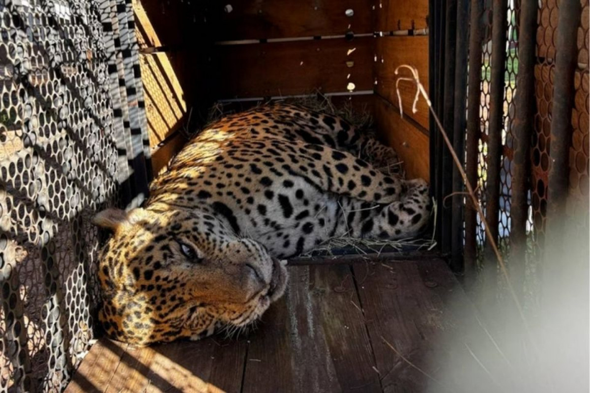 A onça viverá em um mantenedor de fauna em Amparo, no interior de São Paulo (Instituto Ampara Animal/Divulgação) A onça viverá em um mantenedor de fauna em Amparo, no interior de São Paulo/Instituto Ampara Animal/Divulgação