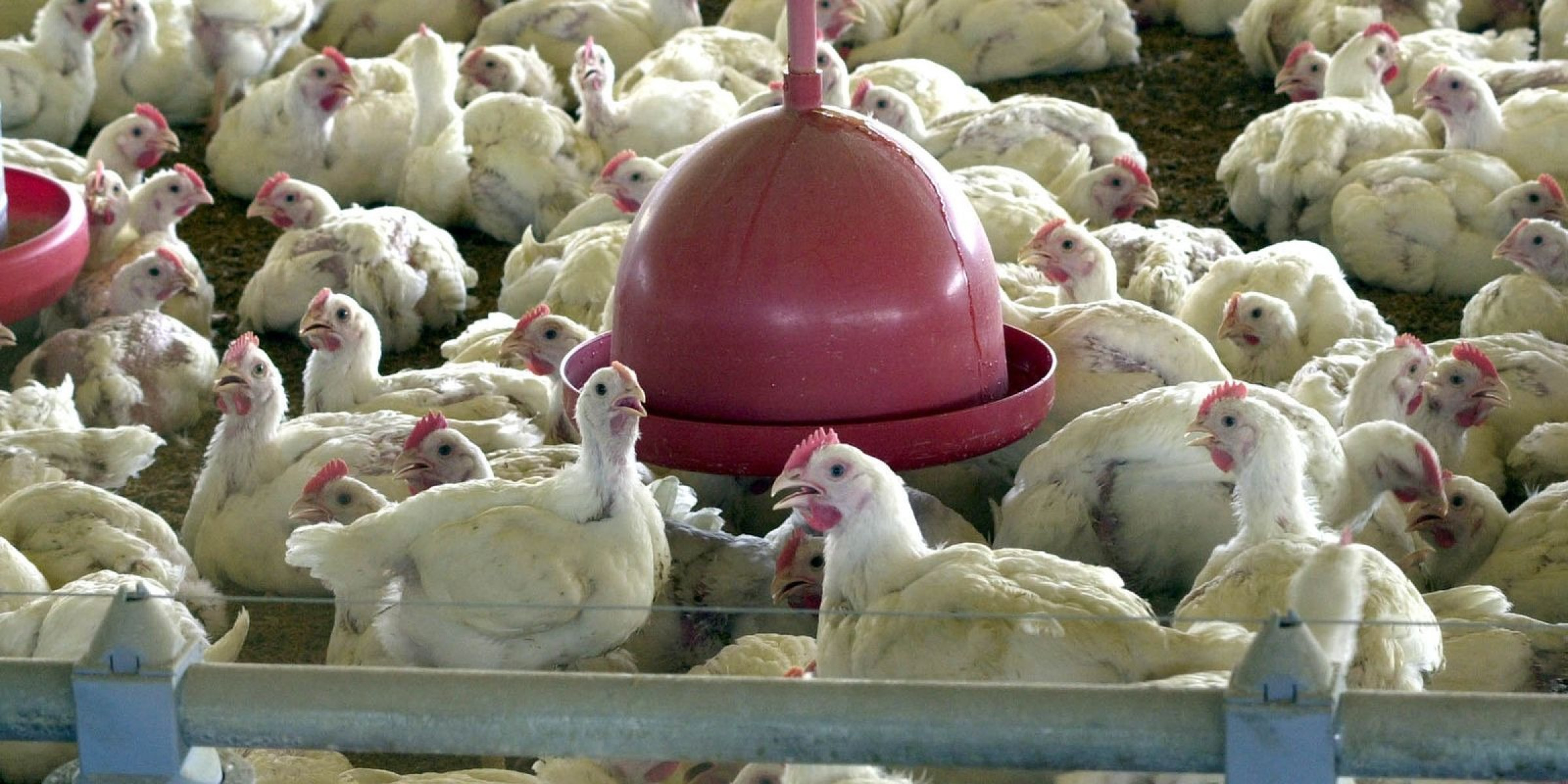 Primeiro caso surgiu no Rio Grande do Sul