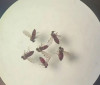 Culicoides paraensis, conhecido como maruim ou mosquito-pólvora
