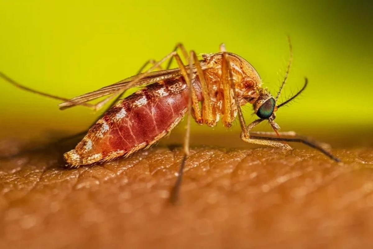 Culicoides paraensis, conhecido como maruim ou mosquito-pólvora (Lauren Bishop/CDC/Divulgação) Culicoides paraensis, conhecido como maruim ou mosquito-pólvora/Lauren Bishop/CDC/Divulgação