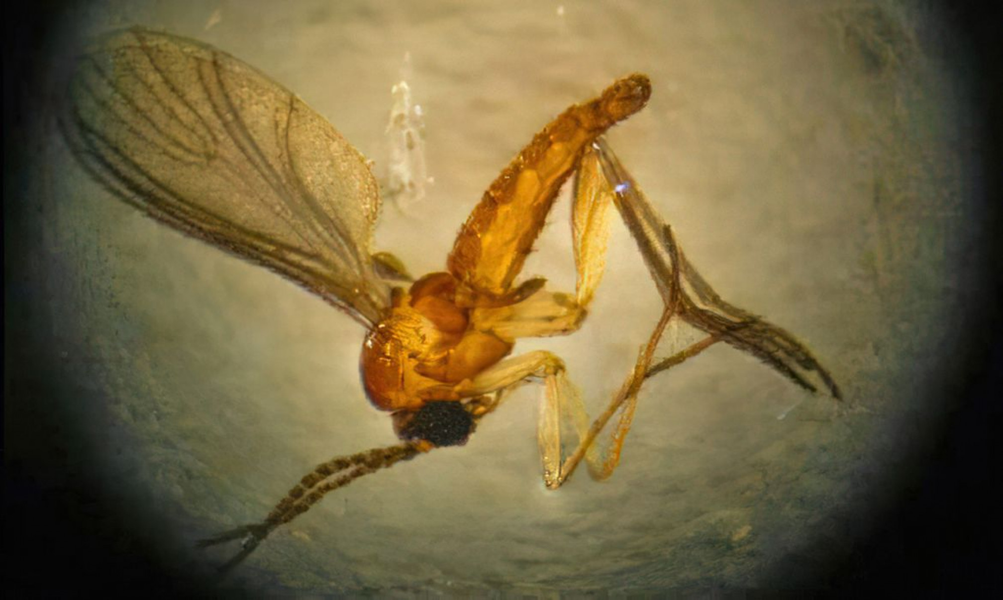 Culicoides paraensis, conhecido como maruim ou mosquito-pólvora