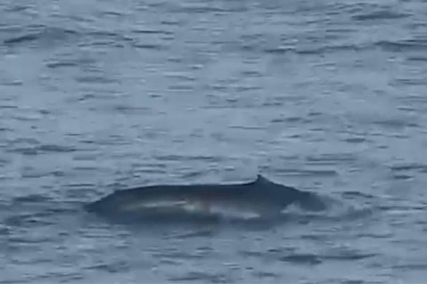 Reprodução/ Viva Instituto Verde Azul