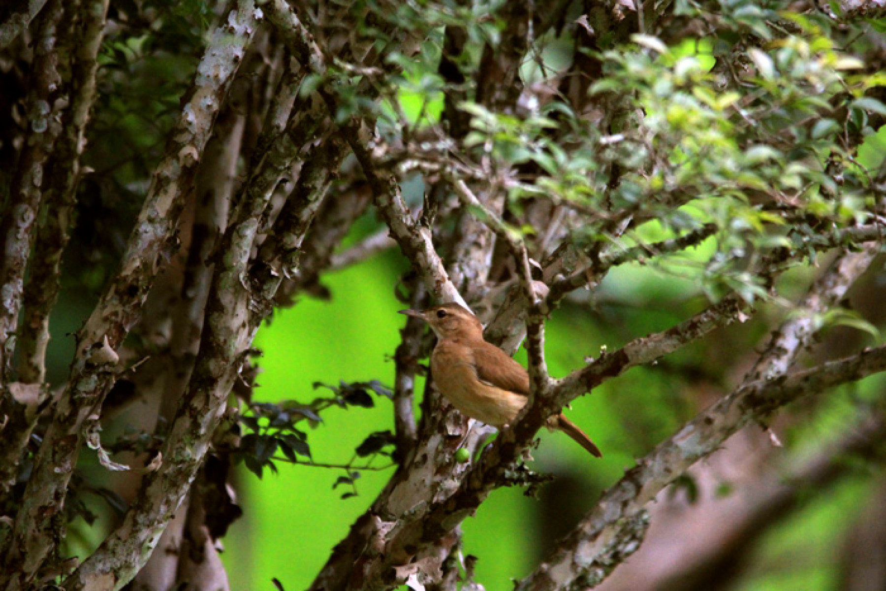João-de-barro (Furnarius rufus)