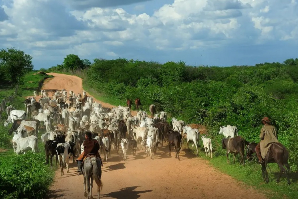 A febre aftosa é uma doença que pode acometer bovinos, búfalos, caprinos, ovinos e suínos./Fernando Frazão/Agência Brasil