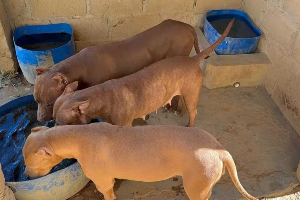 Os animais estão se adpatando ao local, segundo cuidadores (Foto: Divulgação/PMPE) Os animais estão se adpatando ao local, segundo cuidadores/Foto: Divulgação/PMPE