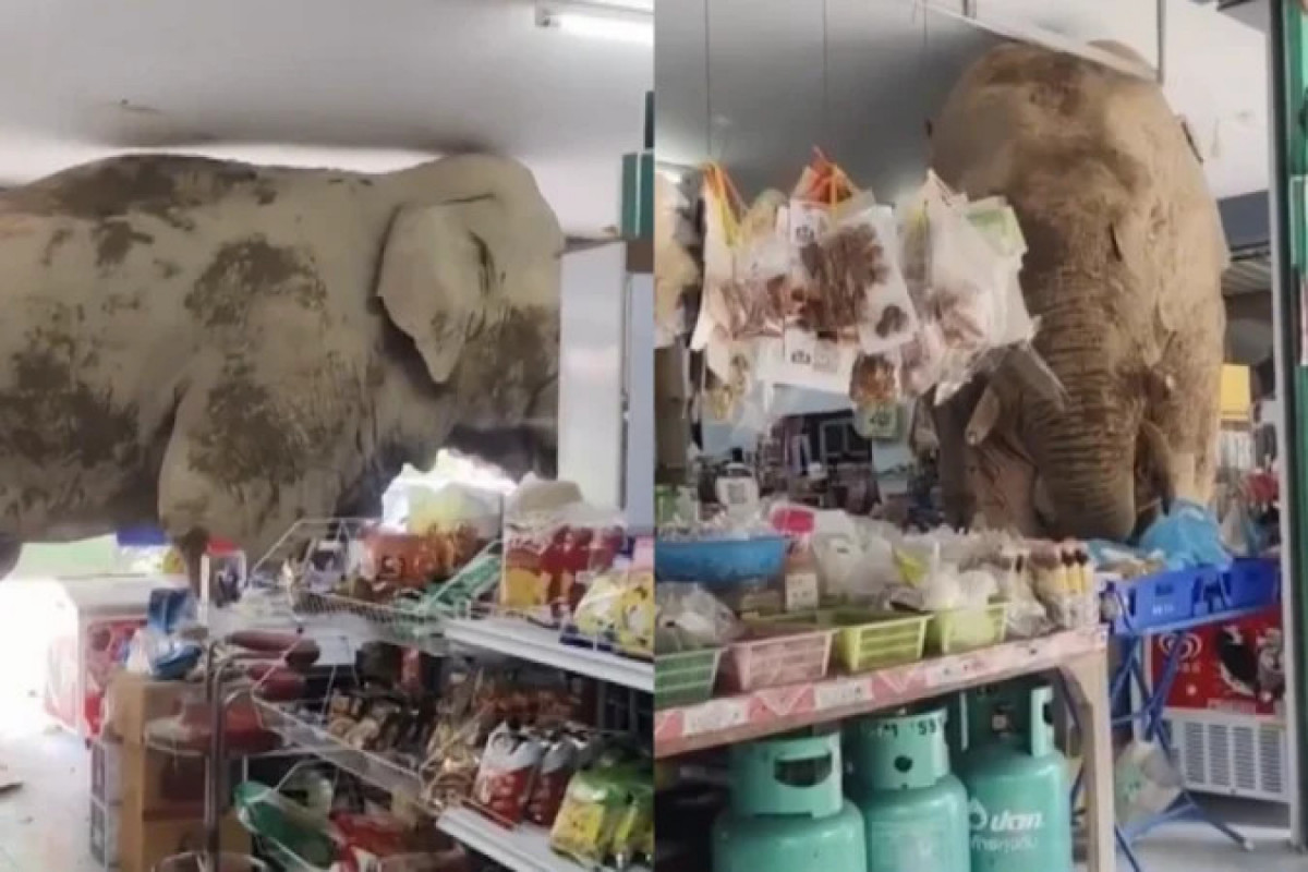 Elefante invade loja e rouba lanchinhos/Reprodução