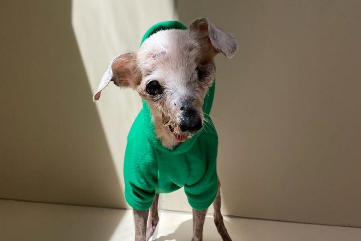 O vira-lata Pingo, conhecido como 'cachorro fóssil', morreu aos 21 anos, nessa quinta-feira (5), no Recife. 
/Reprodução/Redes Sociais