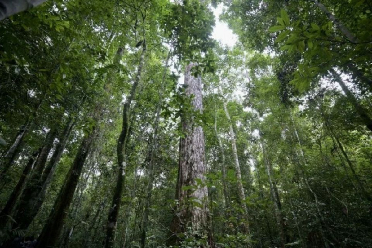 Entre agosto de 2024 e maio de 2025, os órgãos federais realizaram 18.964 operações de fiscalização na Amazônia (WASHINGTON ALVES) Entre agosto de 2024 e maio de 2025, os órgãos federais realizaram 18.964 operações de fiscalização na Amazônia/WASHINGTON ALVES