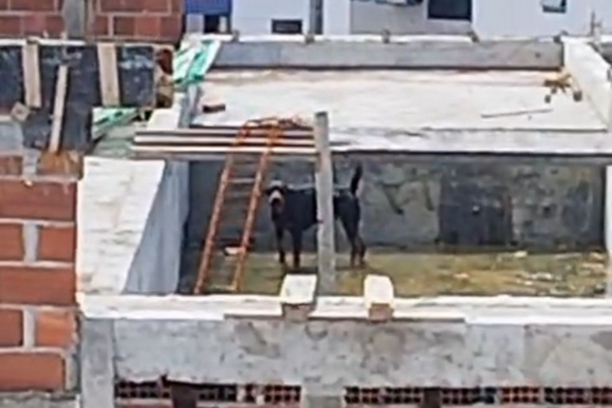 Cachorro passa mais de 5 horas preso no último andar de um prédio em construção no Recife (Divulgação) Cachorro passa mais de 5 horas preso no último andar de um prédio em construção no Recife/Divulgação