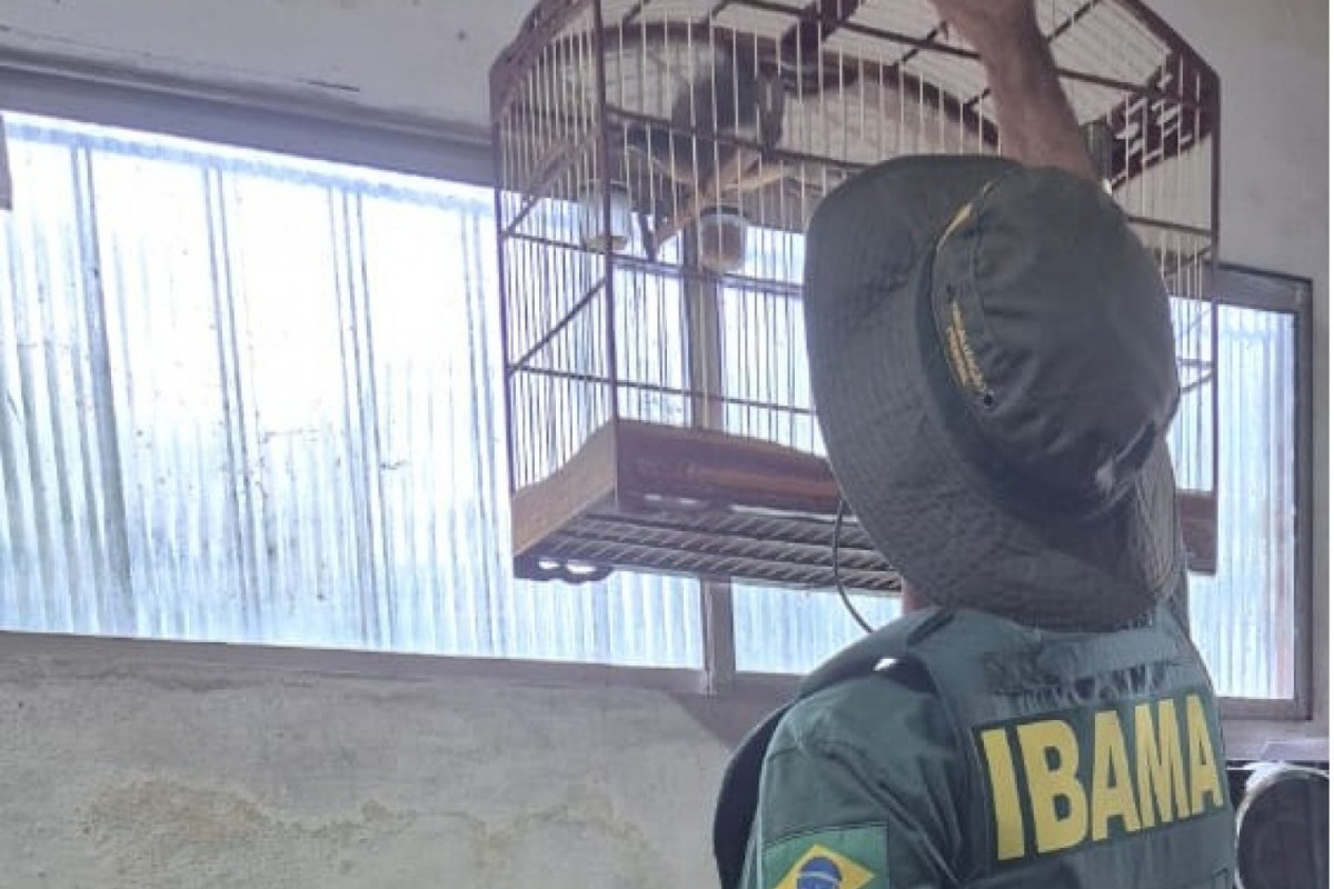 Agente do Ibama libertou animal (Divulgação) Agente do Ibama libertou animal /Divulgação