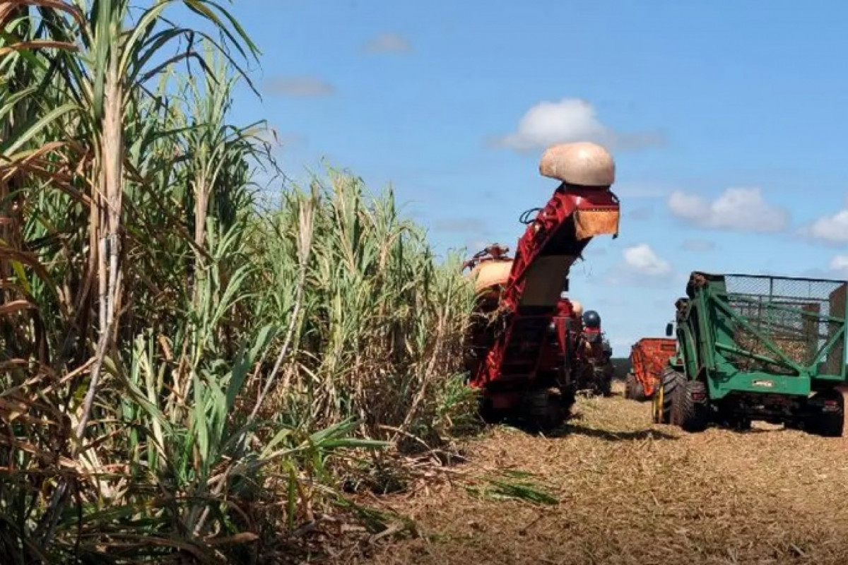 Os principais destaques positivos da safra 2025 em maio são as estimativas da produção da cana-de-açúcar e uva. (Agência Brasil) Os principais destaques positivos da safra 2025 em maio são as estimativas da produção da cana-de-açúcar e uva./Agência Brasil