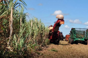 Os principais destaques positivos da safra 2025 em maio são as estimativas da produção da cana-de-açúcar e uva.