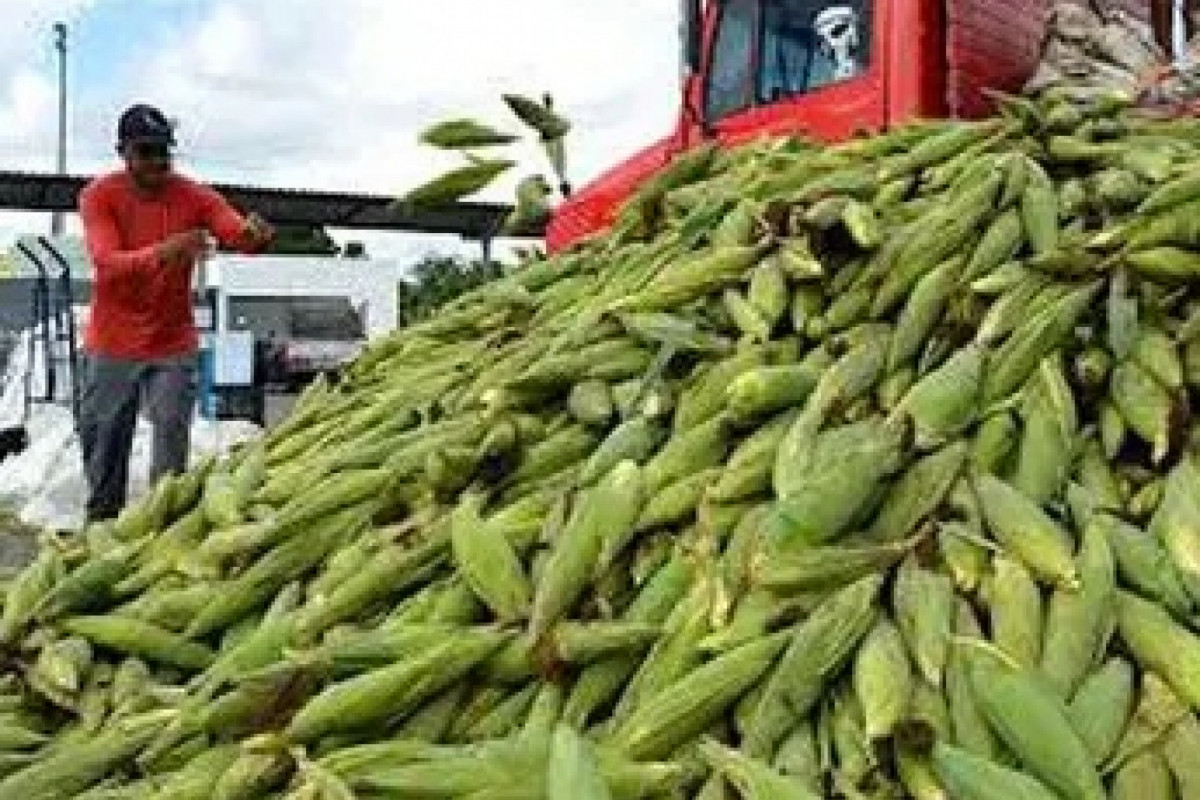 Milho agora é vendido durante 24 horas no Ceasa (Arquivo) Milho agora é vendido durante 24 horas no Ceasa /Arquivo