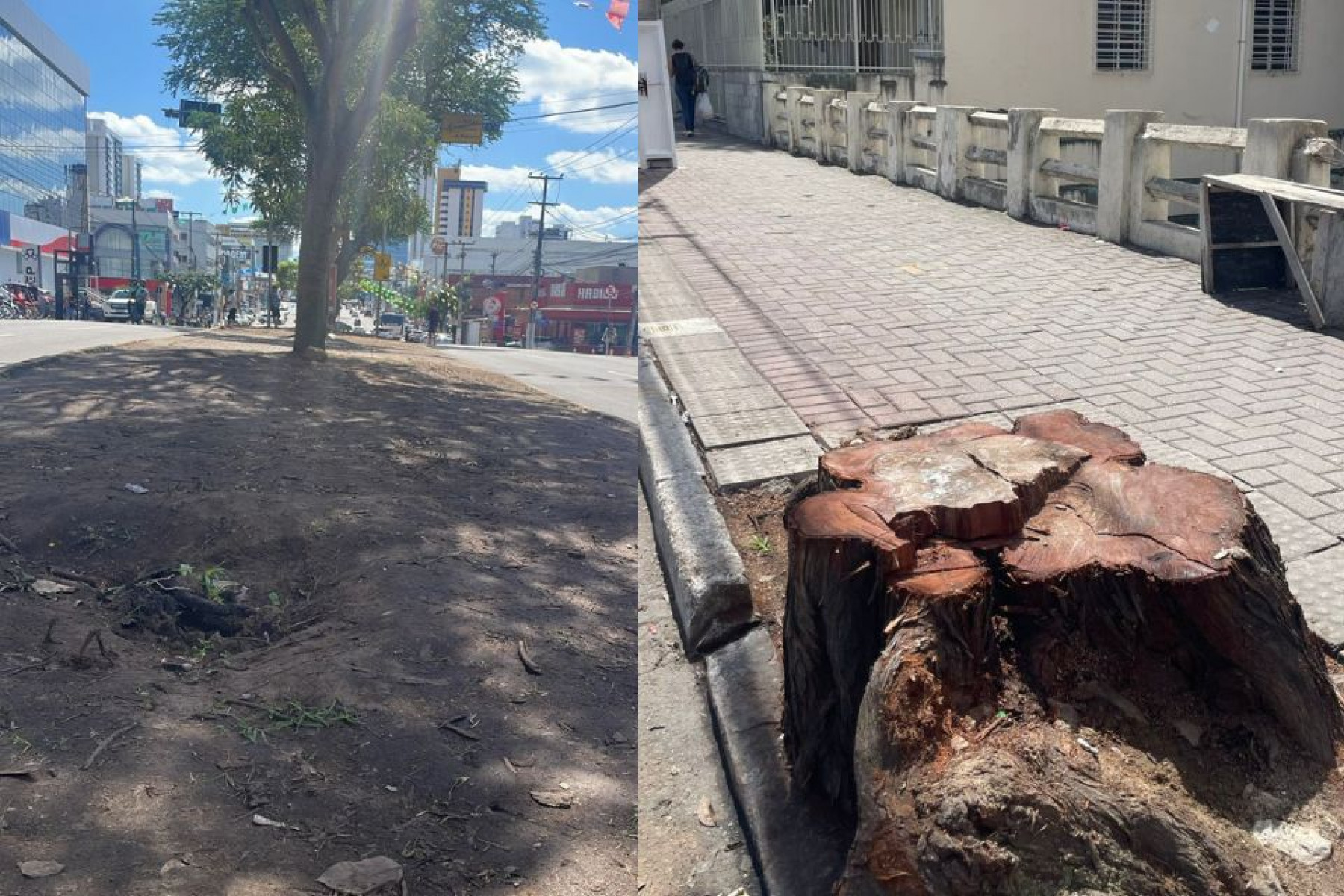 Árvores antigas e vegetação do canteiro central foram removidas