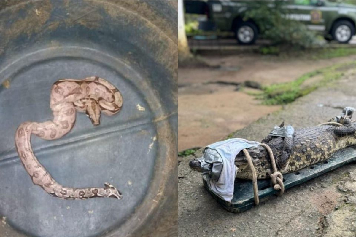 Cipoma resgatou cobra e jacaré na última sexta (20) (Divulgação) Cipoma resgatou cobra e jacaré na última sexta (20)/Divulgação
