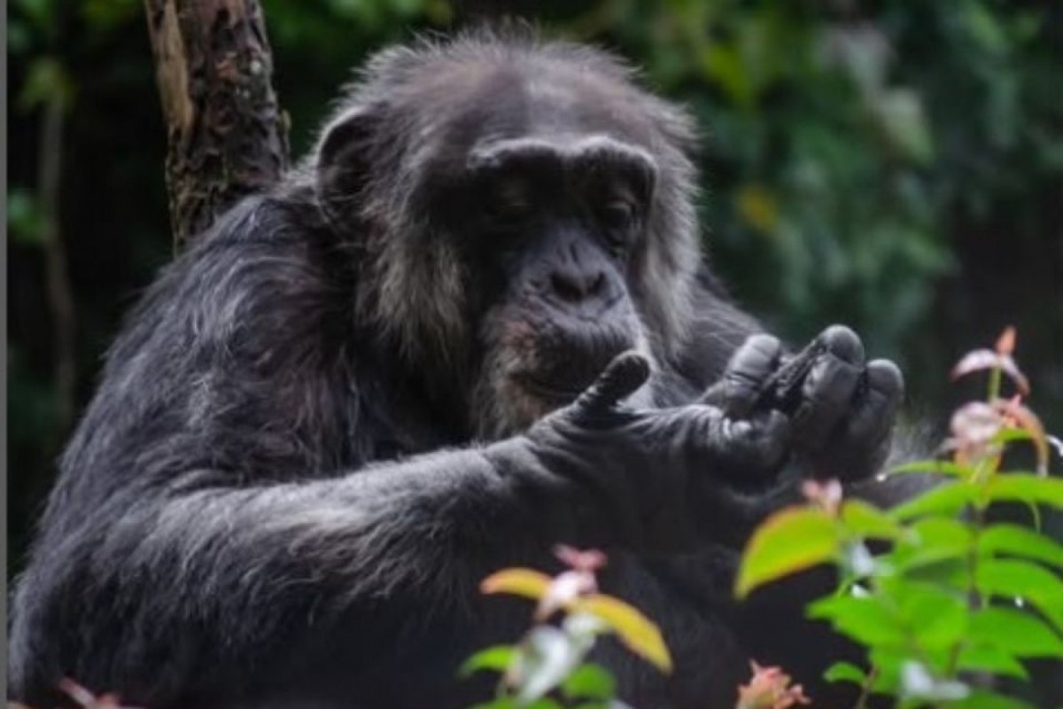 Sena faleceu em decorrência de complicações causadas pela idade avançada (Parque Estadual Dois Irmãos/divulgação) Sena faleceu em decorrência de complicações causadas pela idade avançada/Parque Estadual Dois Irmãos/divulgação