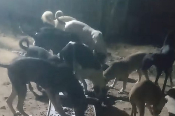 Espaço atende cachorros, gatos, porcos, répteis e equinos