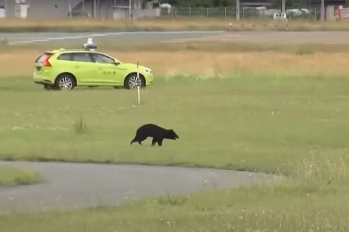O urso tem cerca de 1,2 m de altura (Reprodução) O urso tem cerca de 1,2 m de altura/Reprodução
