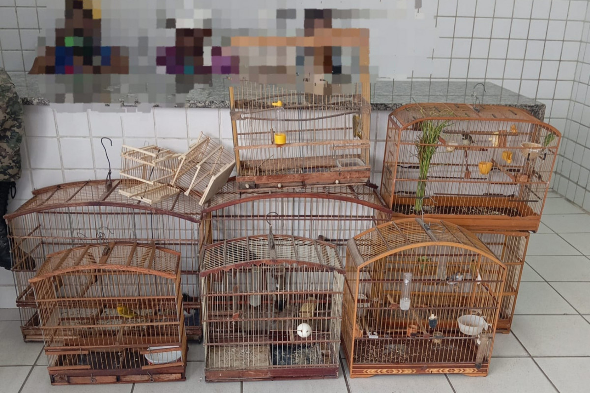 As aves resgatadas são: uma graúna, um galo-de-campina, um chorão, um tiziu, um papa-capim-coleira e três canários-da-terra (Foto: Divulgação/PMPE) As aves resgatadas são: uma graúna, um galo-de-campina, um chorão, um tiziu, um papa-capim-coleira e três canários-da-terra/Foto: Divulgação/PMPE