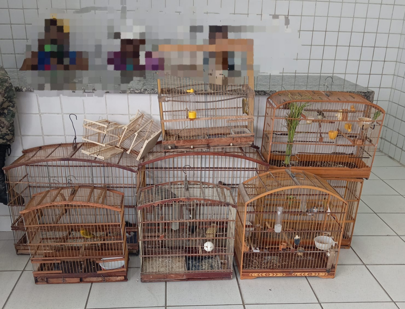 As aves resgatadas são: uma graúna, um galo-de-campina, um chorão, um tiziu, um papa-capim-coleira e três canários-da-terra