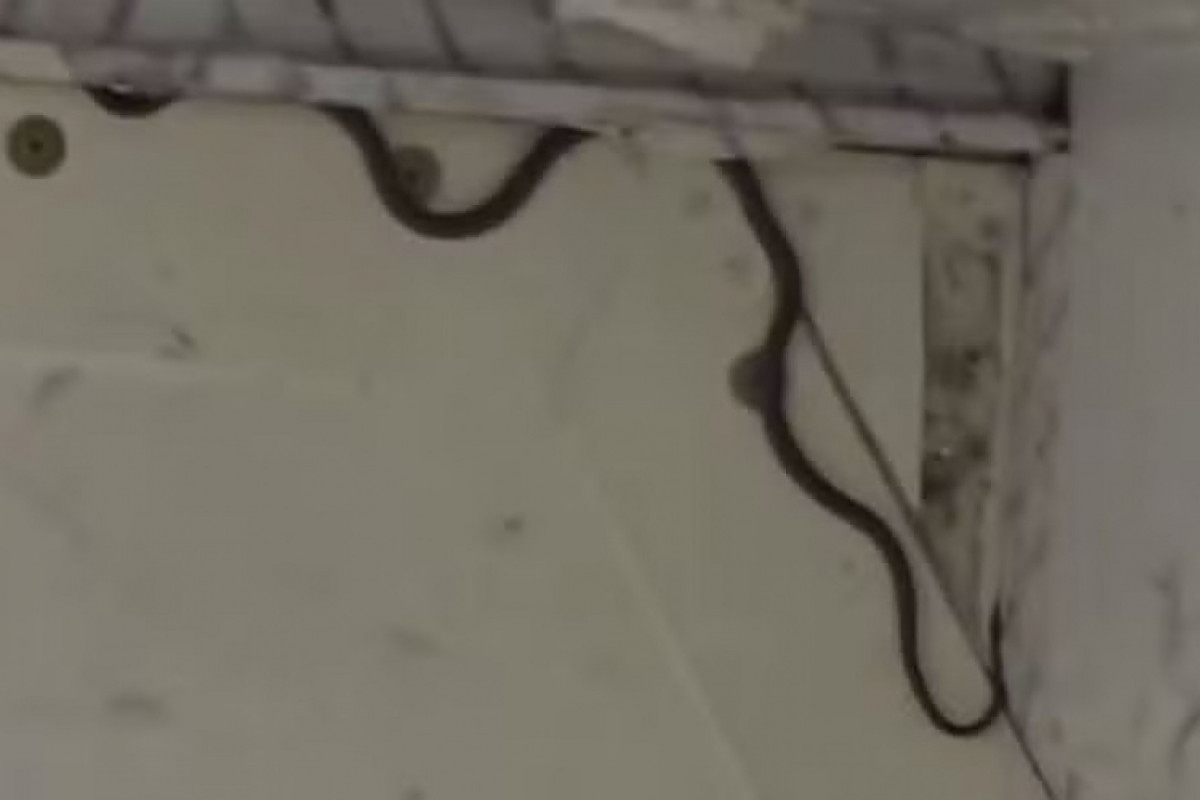 A cobra foi encontrada em porão de avião na Austrália  /Reprodução/Mark Pelley